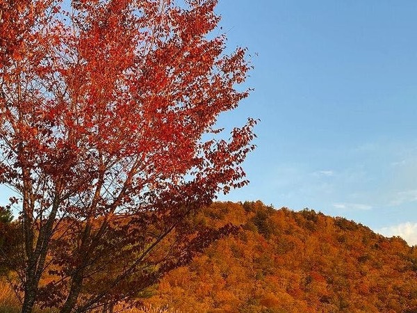 休暇村 茶臼山高原 秋 紅葉に染まる茶臼山高原と周辺の渓谷 21年度 コテージ 茶臼山高原秋色ビュッフェ Yahoo トラベル