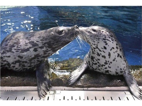 スーパーホテル湘南 藤沢駅南口 新江ノ島水族館チケット付 新江ノ島水族館 湯河原天然温泉 伝馬の湯 焼立パン健康朝食付 Yahoo トラベル