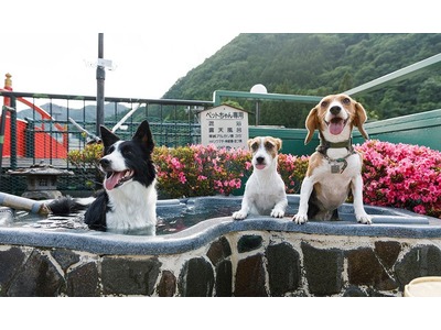ペット同室宿泊パイオニアの宿 きぬ川国際ホテル 宿泊予約は Yahoo トラベル
