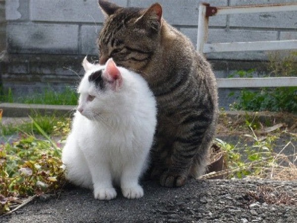 石巻グランドホテル ねこ好きさん集まれぇ 網地島ラインのフェリーに乗ってねこに会いに行きませんか 朝食バイキング付き Yahoo トラベル