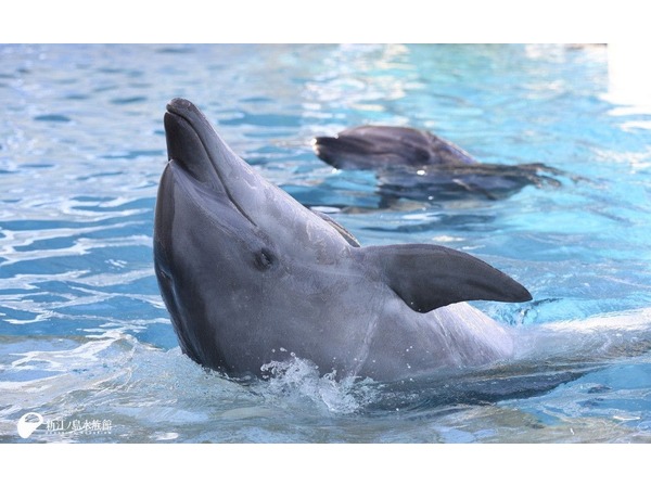 ホテルメトロポリタン 鎌倉 新江ノ島水族館チケット付き ご宿泊プラン 朝食付き Yahoo トラベル