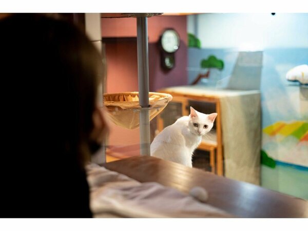 ねこ浴場 ねこ旅籠 保護猫カフェ ネコリパブリック 大阪 ねこ旅龍まるっと貸切りプラン Yahoo トラベル