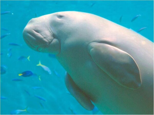 鳥羽グランドホテル 鳥羽水族館チケット付 ジュゴンにカピバラ スナドリネコに会える 日本一の飼育種類 夕食バイキング Yahoo トラベル