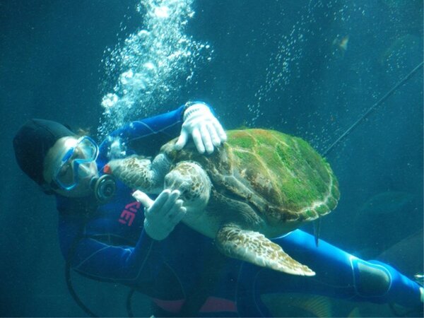 休暇村 南伊豆 下田海中水族館 チケット付きプランイルカやアシカのショープログラムが満載 Yahoo トラベル