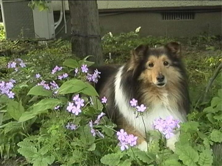 ペンション コテージ ピエロ 宿泊プラン一覧 Yahoo トラベル