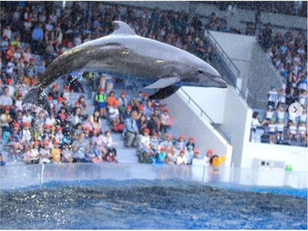 京都プラザホテル 本館 京都水族館へ行こう 話題の新エリア クラゲワンダー イルカパフォーマンスも大人気 Yahoo トラベル