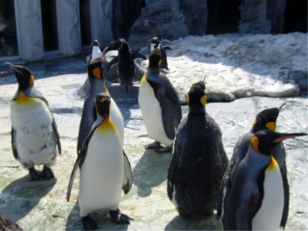 層雲峡温泉朝陽リゾートホテル 旭山動物園入園券付 Kurodake 大人も子供も楽しめる旭川観光定番スポットで遊ぼう Yahoo トラベル