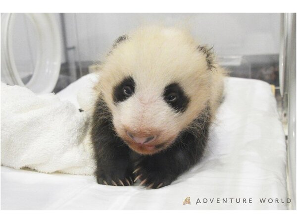 南紀白浜マリオットホテル アドベンチャーワールド入園券付き パンダに会いに行こう 宿泊プラン 2食付 Yahoo トラベル